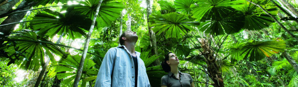 MISSION BEACH RAINFOREST