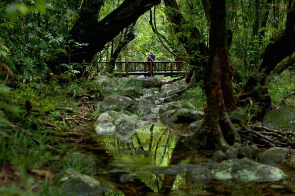 mossman gorge