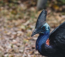 Endangered Cassowary at Mission Beach Australia