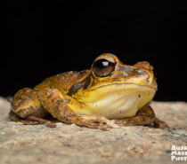 Northern Stony Creek Frog - Lots of frogs on the Let's Go Buggin Night Walk