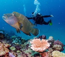 You will probably spot some 'Nemos', shy sharks, the friendly Maori Wrasse called Wally