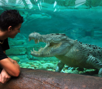 Crocodile at Cairns Wildlife Dome