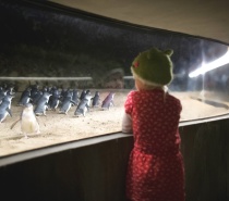 Underground viewing at the Penguin Parade Phillip Island