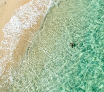 Turtle near the beach