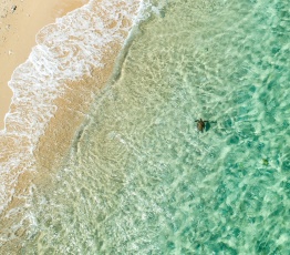 Turtle near the beach