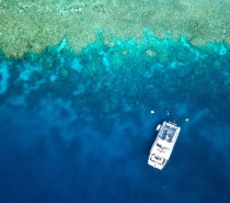 Our dive sites are frequented by myriads of tropical and Palegic Fish, Rays, Turtles, (friendly) Sharks and the ever popular diver friendly Maori Wrasse