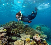 Snorkelling on the Great Barrier Reef from Port Douglas