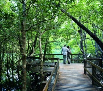 Cape Tribulation is the only place in the world where two-world heritage listed regions live alongside each other. 