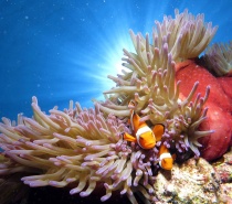 Coral on The Great Barrier Reef near Port Douglas